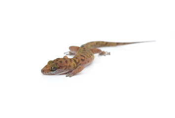 Gecko (Gekkonidae) on white background