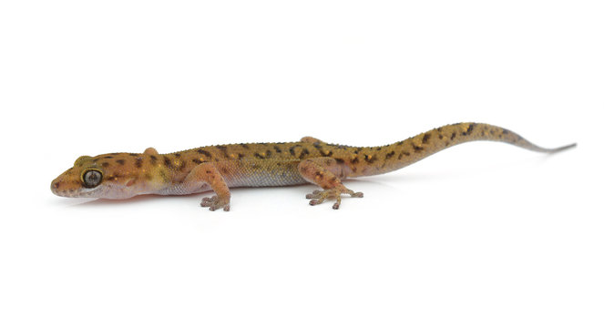 Gecko (Gekkonidae) on white background