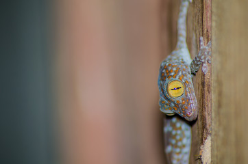 gecko