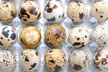 Obraz premium Raw quail eggs