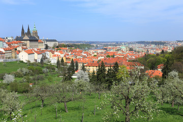 Spring Prague gothic Castle with flowering Trees, Czech Republic