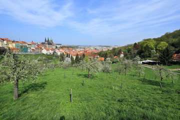 Spring Prague gothic Castle with flowering Trees, Czech Republic
