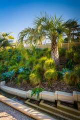 Fototapeta na wymiar Palm tree and gardens at Tongva Park, in Santa Monica, Californi