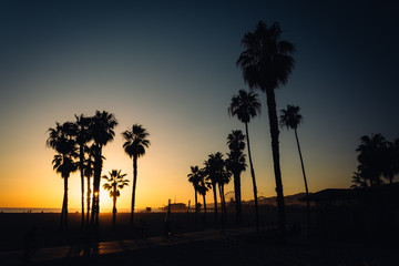 Fototapeta na wymiar Sunset over palm trees in Santa Monica, California.