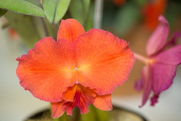Obraz premium カトレアの花