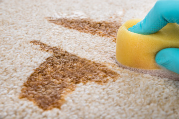 Fototapeta na wymiar Person Cleaning Carpet With Sponge
