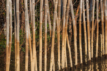 the bamboo in mangrove forest