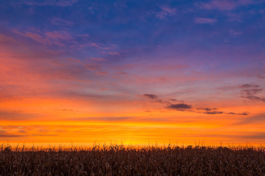 Fototapeta Sundown Maize