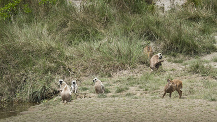 Hanuman langur and hog deer in Bardia, Nepal
