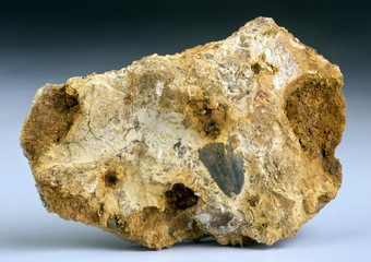 Prehistoric Shark Tooth found in creek bead North Texas..