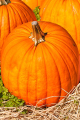 Pumpkin close up in a field of straw