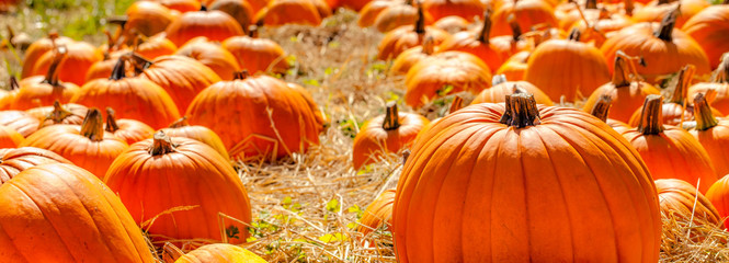 Pumpkins backlit in a straw field pumpkin patch - 79419632