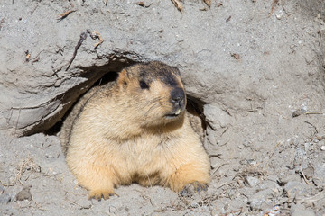 Funny marmot peeking out of a burrow in Ladakh, India