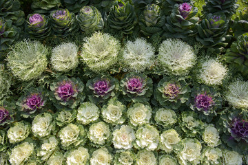 Fototapeta na wymiar Beautiful decorative cabbage( or kale)