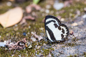 Straight Pierrot butterfly