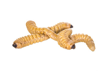 grub worm