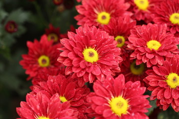 beautiful Chrysanthemum flower blooming