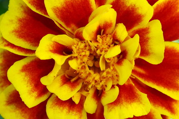 close up gerbera flower in garden