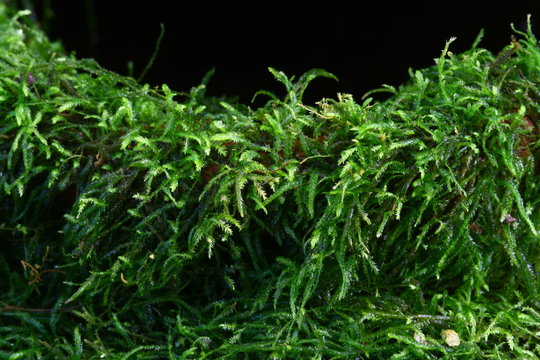 close up fern and moss in forest
