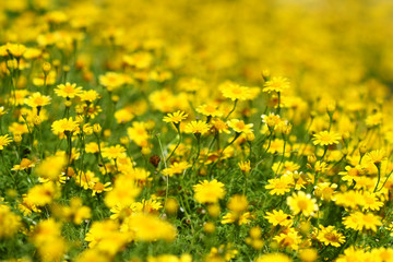 close up yellow flower field