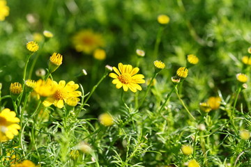 Obraz na płótnie Canvas close up yellow flower field