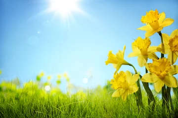 Fotobehang Bloemen Narcissen bloeien in het veld