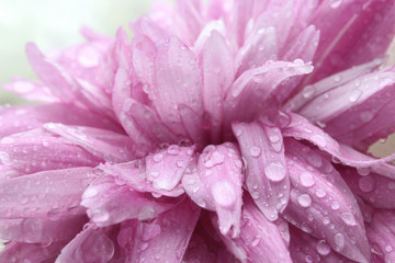 macro water drop on pink purple flower ,chrysanthemum flower