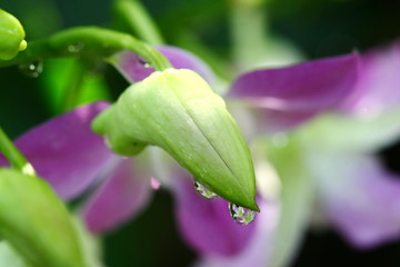 close up orchid in garden, colorful flower
