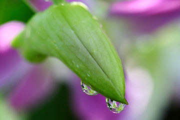 close up orchid in garden, colorful flower