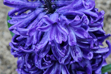 macro purple flower, Hyacinth flower
