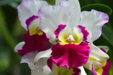 close up orchid in garden, colorful flower
