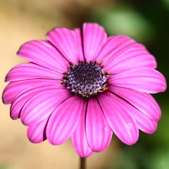 Bee pollinated on deep purple cosmos flower