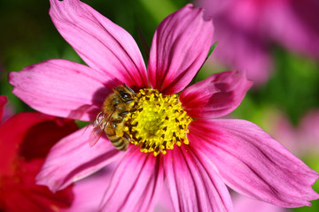 Fototapeta premium Bee pollinated on deep purple cosmos flower
