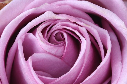 Fototapeta close up macro purple rose