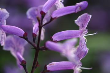 close up macro purple grass flower