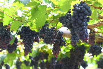 black grape in garden, wine grape