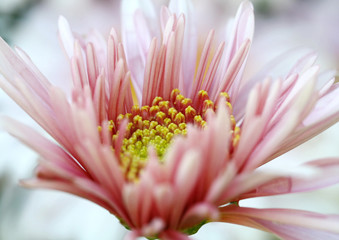 close up pink flower leave in garden