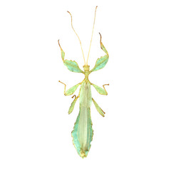 big grasshopper isolated on white background