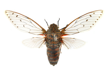 colorful cicada isolated on white background