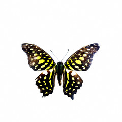 colorful butterfly isolated on white
