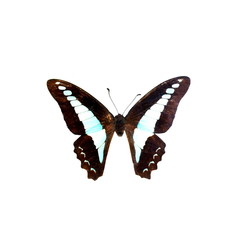Fototapeta premium colorful butterfly isolated on white