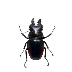 beetle isolated on white background