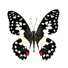 colorful butterfly isolated on white