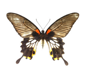 Fototapeta premium colorful butterfly isolated on white