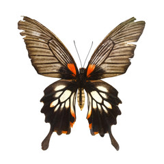 colorful butterfly isolated on white