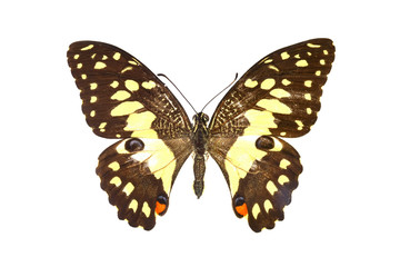 colorful butterfly isolated on white