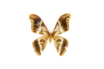 colorful butterfly isolated on white