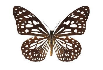 colorful butterfly isolated on white