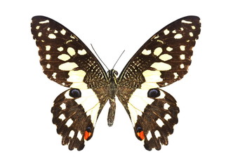 colorful butterfly isolated on white