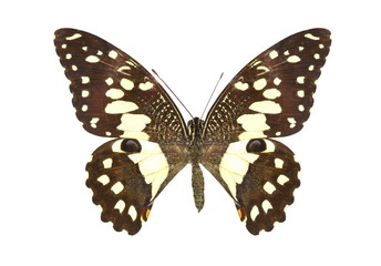 colorful butterfly isolated on white